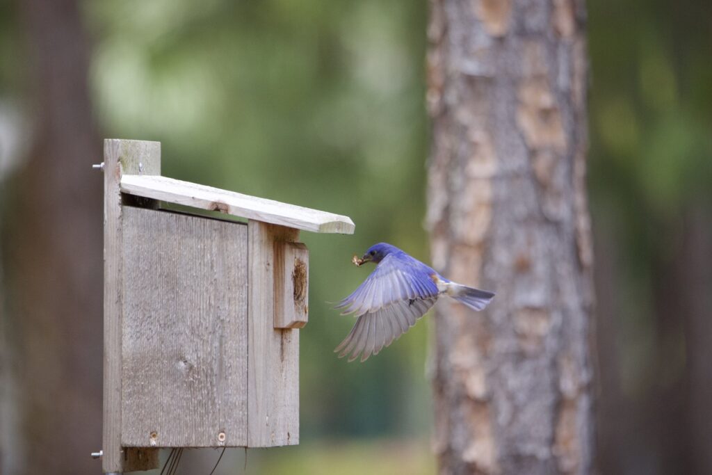 Bluebird approaching feeder.