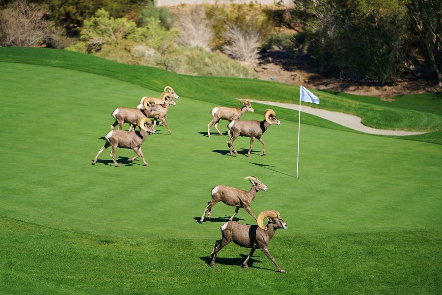 Greens Draw Rave Reviews at Nevada Club - Club + Resort Business