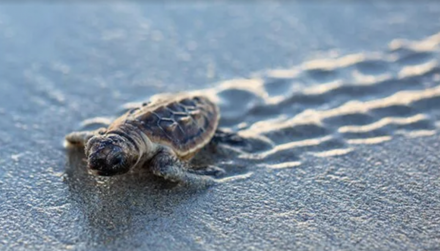 Resort Prioritizes Sea Turtle Nesting Conservations Amidst Restoration 