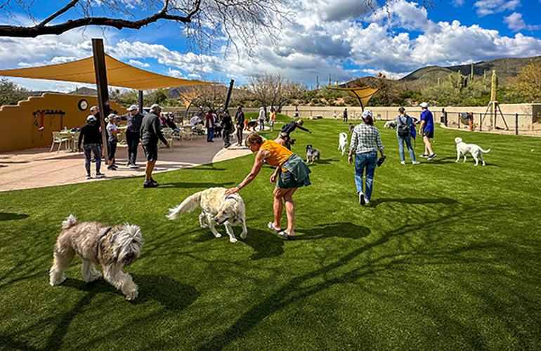 When the Dog Park Becomes Its Own Social Club